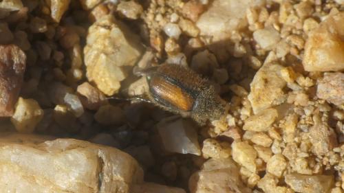 Omaloplia hericia